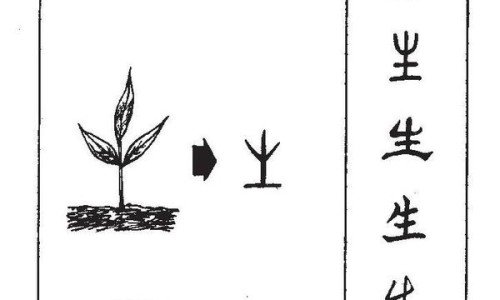 小茴香吃法大全-小茴香的根、小茴香的根 -小茴香根吃法网